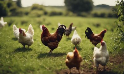 chickens thriving on foraging