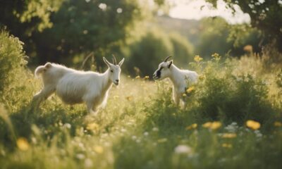 feeding goats forage correctly