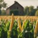 forage maize consumption details
