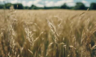 forage oats edibility explained