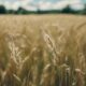 forage oats edibility explained