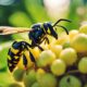 foraging wasps and stinging