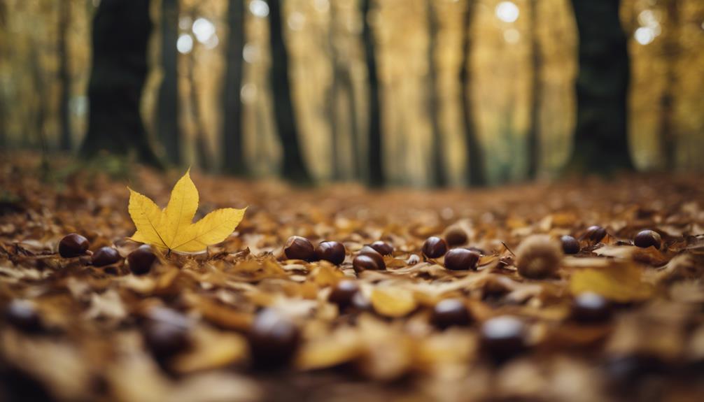 harvesting chestnuts in nature