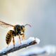 how-long-do-wasps-forage