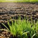 how-long-does-forage-rye-take-to-germinate