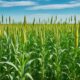 how-long-does-forage-sorghum-take-to-grow