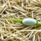 how-long-does-it-take-forage-oats-to-germinate