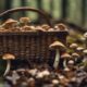 mushroom foraging kits review