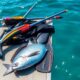 upgrade spearfishing gear now