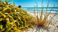 gathering saline coastal plants