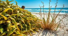 gathering saline coastal plants