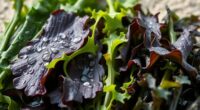 nutritional advantages of marine greens