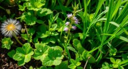 edible backyard weed guide