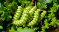 grasshoppers outperform beef in protein