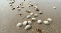 identifying buried clams post storm