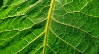 leaf vein pattern analysis