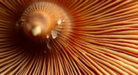 mushroom identification spore printing