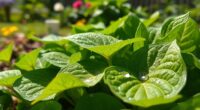 plantain leaves for first aid