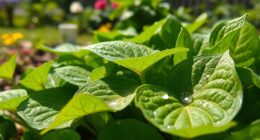 plantain leaves for first aid