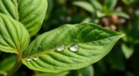 plantain leaves for first aid