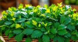 transforming bitter greens deliciously