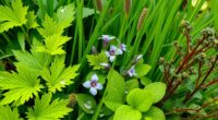wild edible weeds