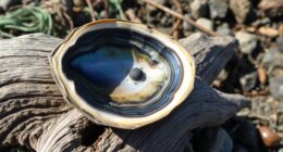 abalone conservation and history