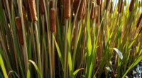 cattail rhizomes shoots pollen