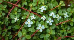 chickweed identification and uses