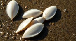 clamming activity and location