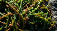 cold water seaweed foraging