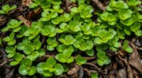 edible cool season greens
