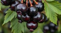 elderberry identification and toxicity