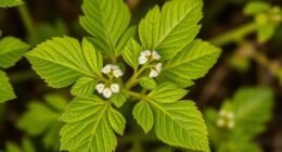invasive garlic mustard identification