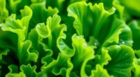 seaweed with edible leaves