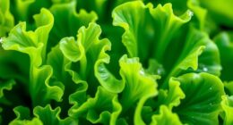 seaweed with edible leaves