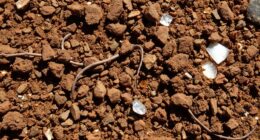 soil calcium plant indicators