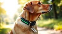 top gps dog collars