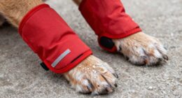 dog paw protection methods