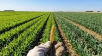percent based sustainable harvesting