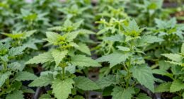 plant identification safety checklist