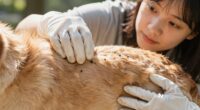 quick dog tick detection