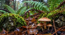 rain enhances foraging magic