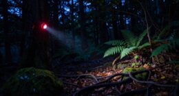 red light night foraging
