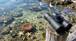 shoreline wildlife tide pooling