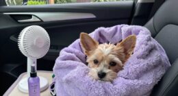 small pet car travel tips