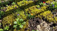 soil ph guides plant foraging