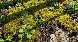 soil ph guides plant foraging