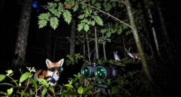 top night vision wildlife goggles