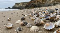 ancient shells indicate prime beaches